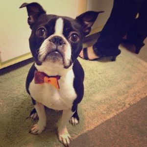 Meet your Posher, Rose